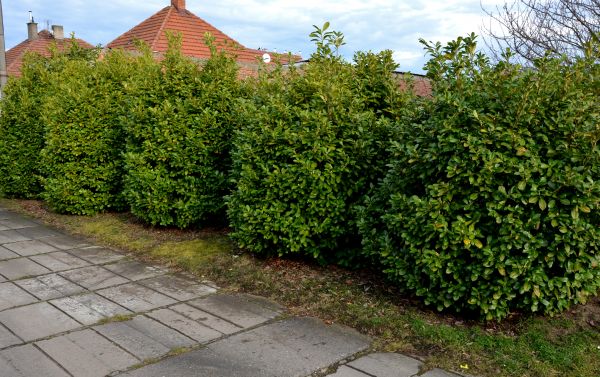 Privacy Shrub Installation in Elk Grove