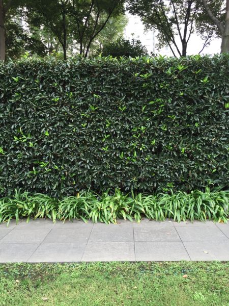 Privacy Shrub Planting in Elk Grove