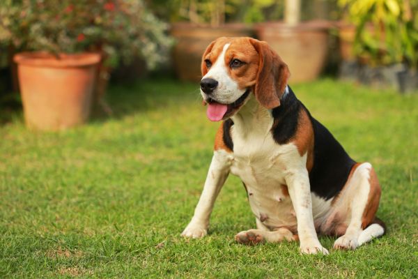 Dog Friendly Landscaping in Elk Grove