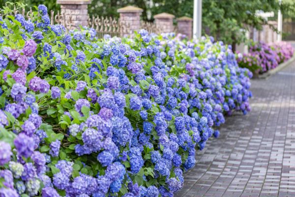 Hydrangea Landscaping in Elk Grove