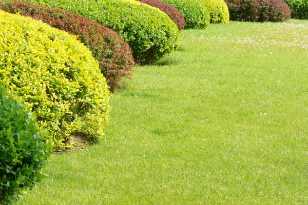 Shrubbery Planting in Elk Grove