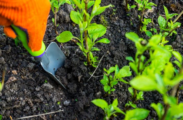 Hydrangea Planting in Elk Grove