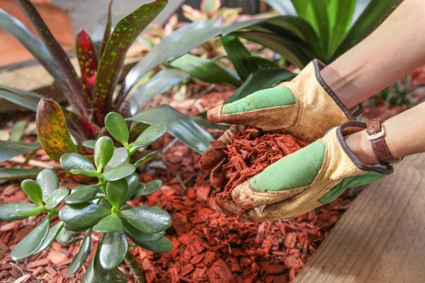 Cedar Mulch Installation in Elk Grove