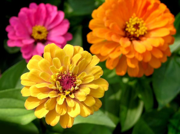 Zinnia Planting in Elk Grove