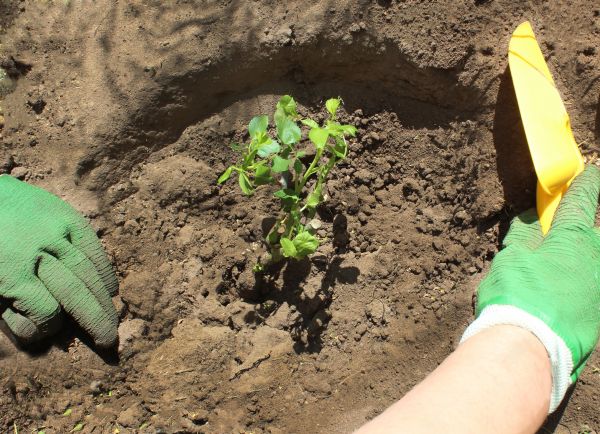 Rose Bush Planting in Elk Grove