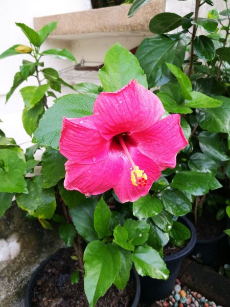 Hibiscus Planting in Elk Grove