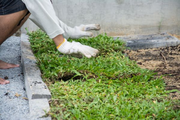 Ground Cover Planting in Elk Grove