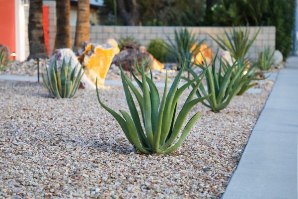 Drought Resistant Landscaping in Elk Grove