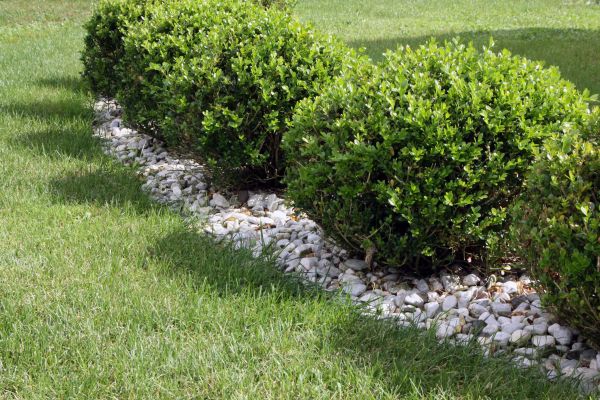 Boxwood Planting in Elk Grove
