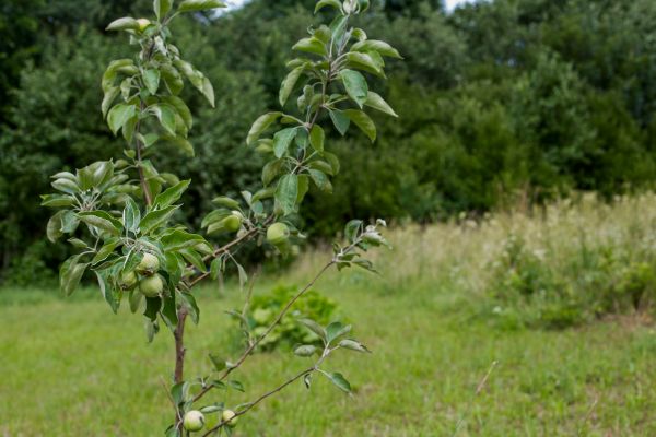 Apple Tree Planting in Elk Grove