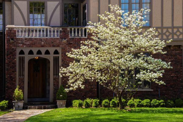 Dogwood Tree Planting in Elk Grove